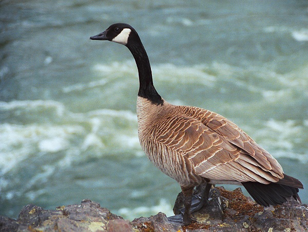 photo "Cliff Hanger" tags: misc., nature, wild animals