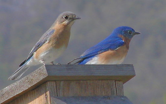 photo "A Handsome Pair...." tags: nature, portrait, wild animals