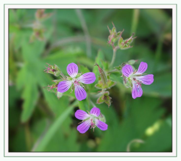 photo "Florets" tags: macro and close-up, 