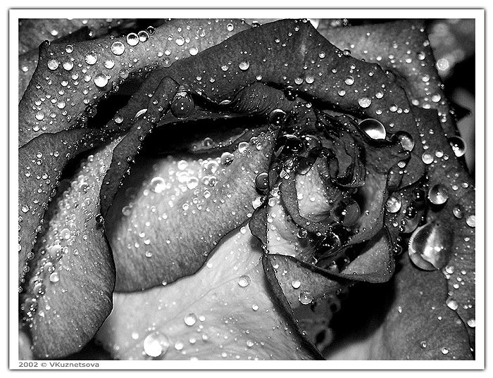 photo "B/w" tags: macro and close-up, nature, flowers