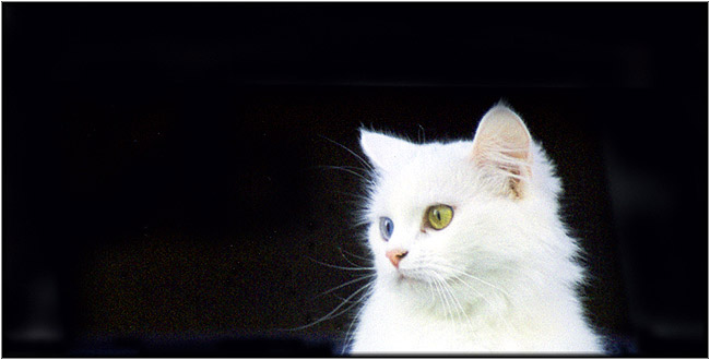 photo "Weird cat" tags: nature, pets/farm animals