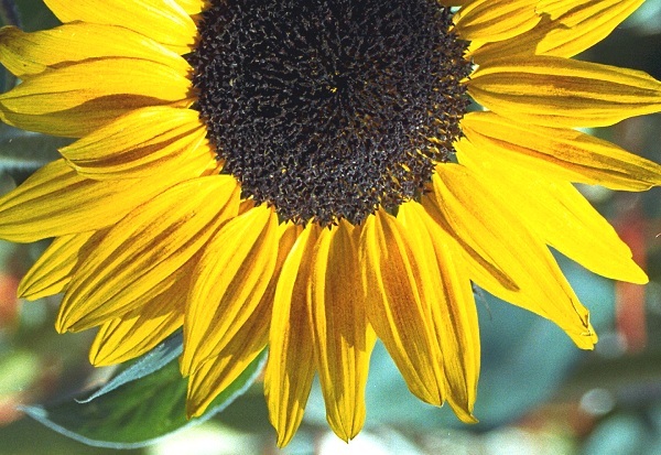 photo "Sunshine" tags: misc., nature, flowers