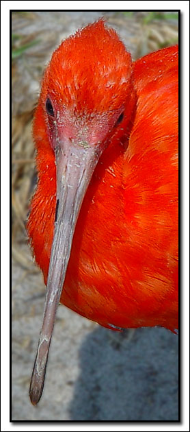 photo "Red Ibis" tags: nature, wild animals