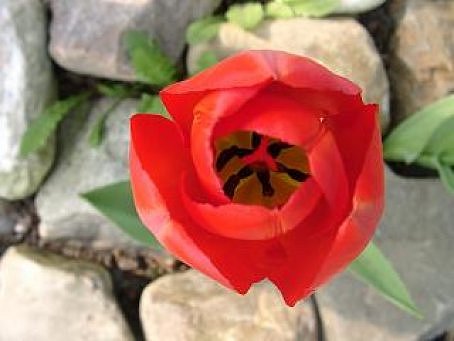 photo "Red tulip" tags: macro and close-up, 