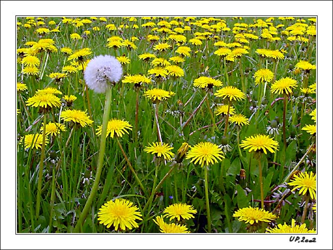 photo "Taraxacum officinale" tags: nature, still life, flowers