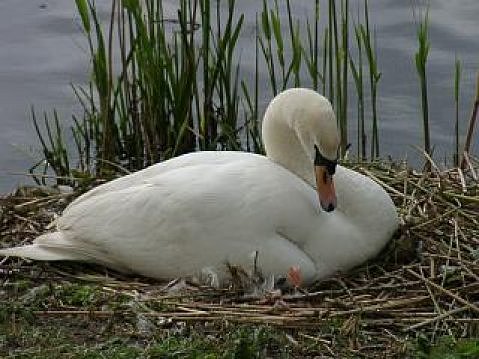 фото "Swan at nest" метки: природа, домашние животные