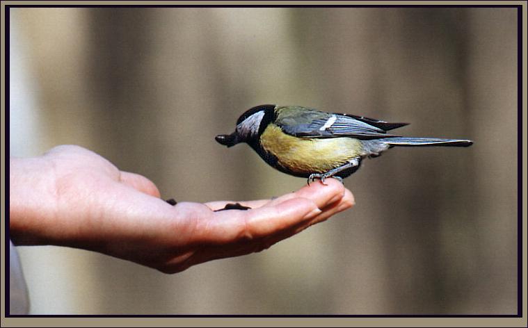 photo "Titmouse" tags: genre, 