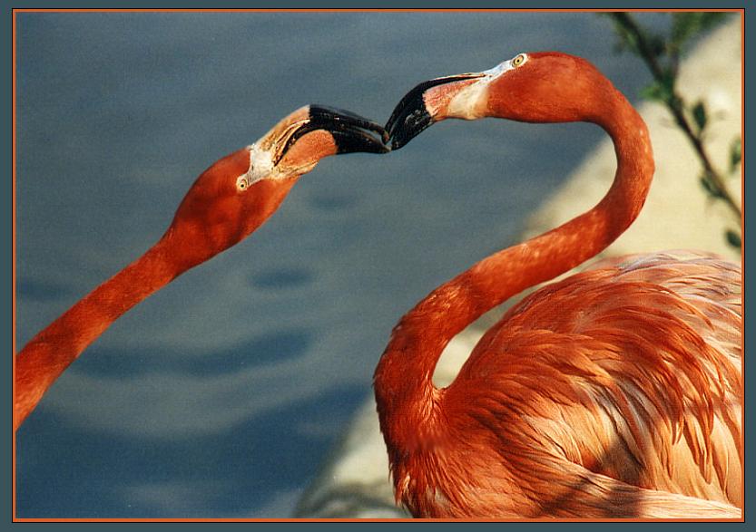 photo "The Kiss" tags: nature, wild animals