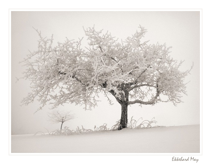 photo "in the mist [dedicated to Wolfgang Moersch]" tags: landscape, winter