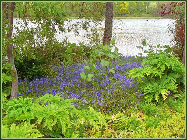 photo "Bluebells" tags: landscape, nature, flowers, spring