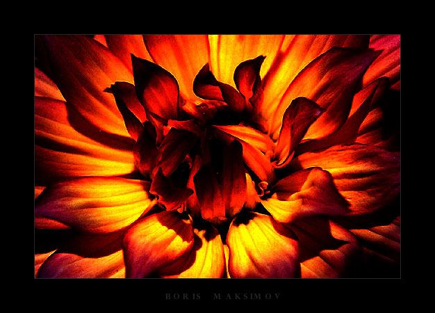 photo "Fire Burst" tags: nature, abstract, flowers