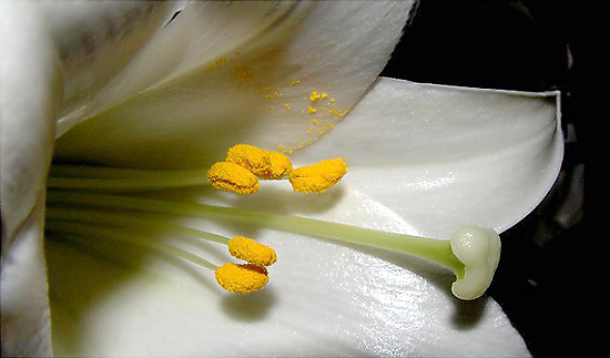 photo "Easter Sunrise Lily...." tags: nature, flowers