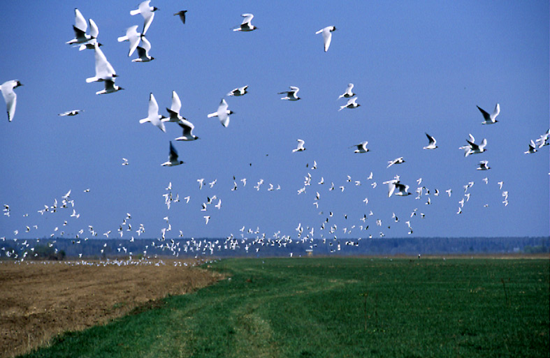 photo "Sea-gulls" tags: nature, wild animals