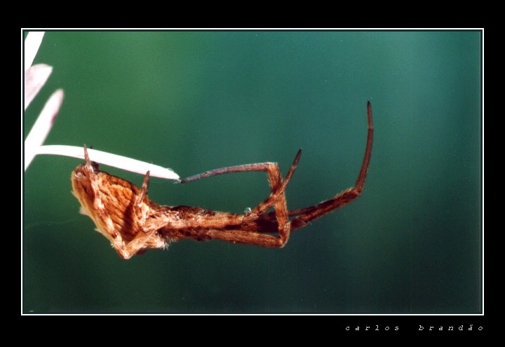 фото "spider" метки: макро и крупный план, 