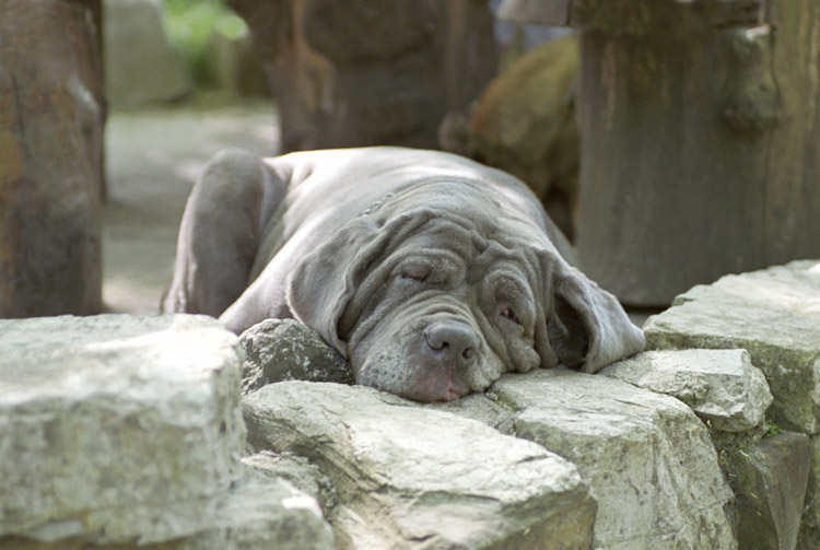 photo "I`m so tired!!!" tags: nature, pets/farm animals