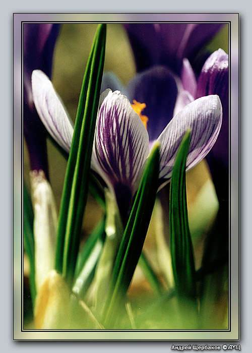 фото "Полосатый крокус" метки: макро и крупный план, природа, цветы