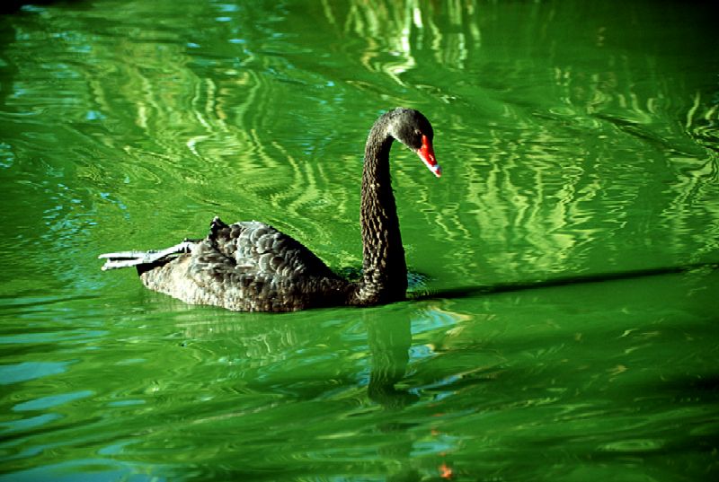 фото "Black Swan" метки: природа, пейзаж, вода, дикие животные