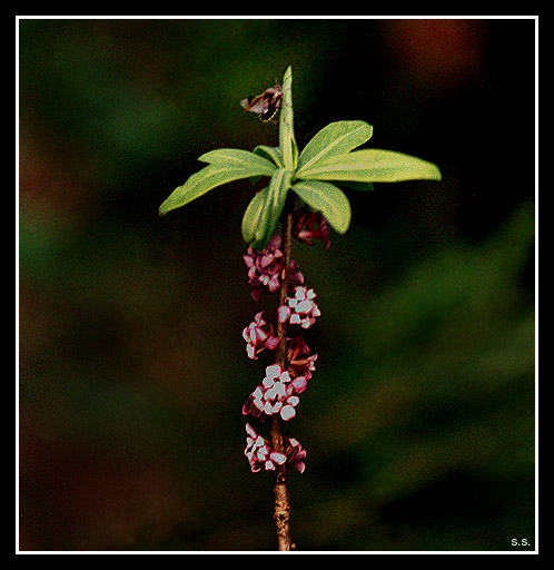 photo "Untitled photo" tags: nature, macro and close-up, flowers