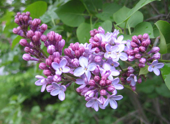 photo "Lilacs" tags: nature, flowers