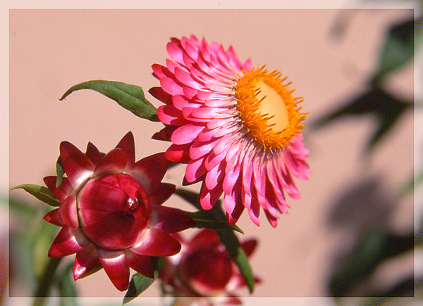 photo "Hope.  For one better tomorrow." tags: macro and close-up, nature, flowers