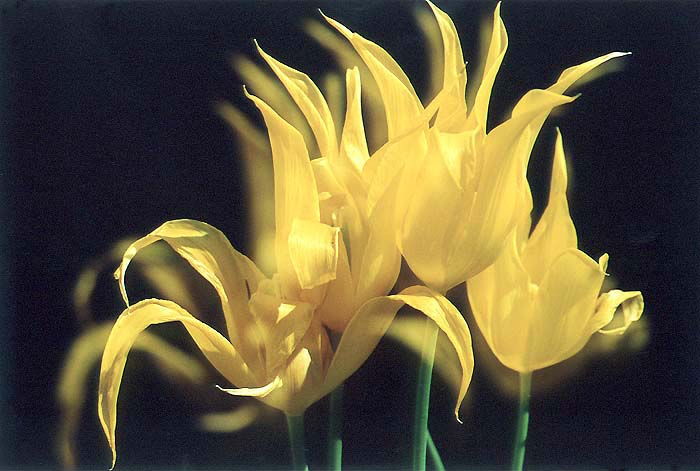 photo "Yellow dance" tags: nature, flowers