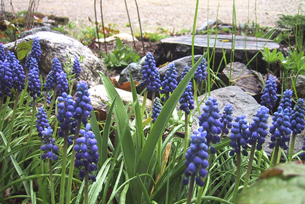 фото "Purple Drops" метки: природа, цветы