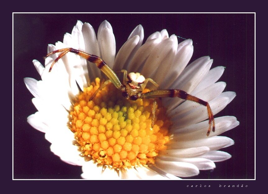 photo "waiting..." tags: nature, macro and close-up, insect