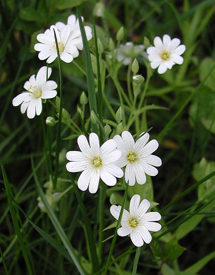 photo "Color of spring" tags: nature, flowers