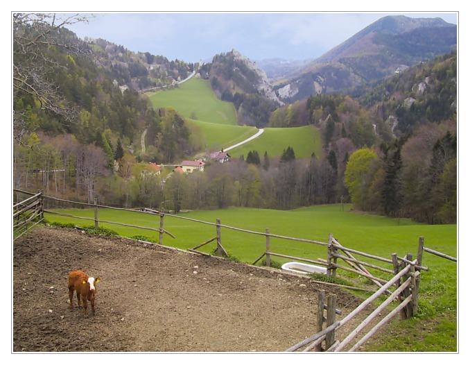 photo "A Calf from Klamm" tags: landscape, spring