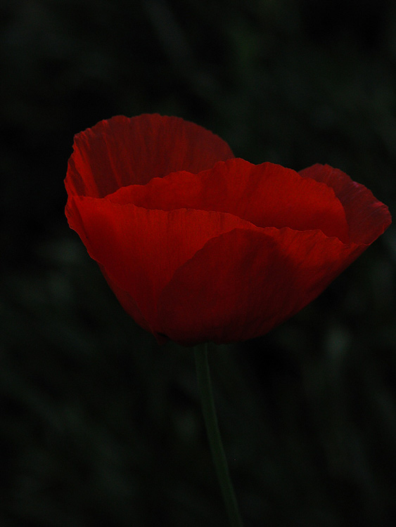 photo "Softness" tags: macro and close-up, nature, flowers