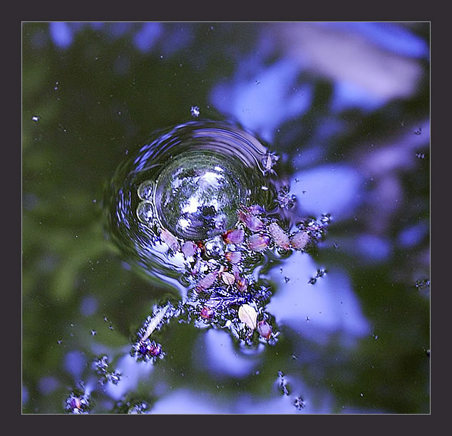 photo "Bubbles in a pond.." tags: nature, 