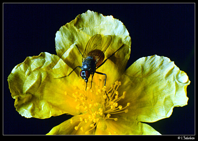 фото "Муха" метки: природа, макро и крупный план, насекомое