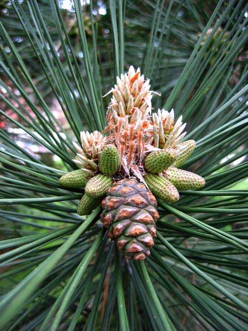photo "Pine trees also flower..." tags: macro and close-up, nature, flowers