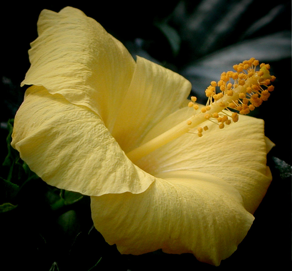 photo "Yellow" tags: nature, macro and close-up, flowers