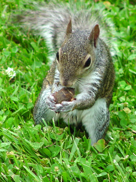 photo "Squirrel" tags: nature, wild animals