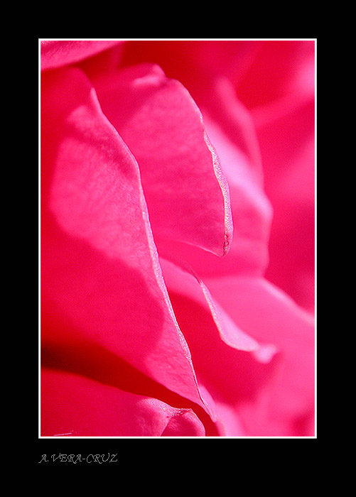 photo "The Rose" tags: macro and close-up, nature, flowers