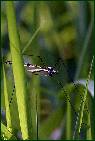 фото "В засаде" метки: природа, макро и крупный план, насекомое