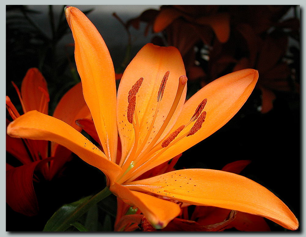 фото "Exotic Orange" метки: природа, макро и крупный план, цветы