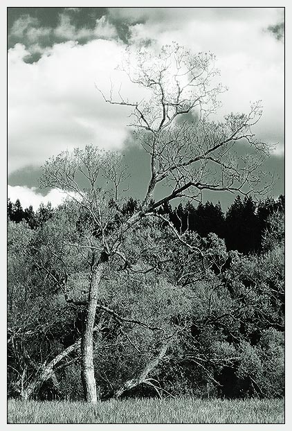 фото "Cloudy day near river" метки: пейзаж, облака