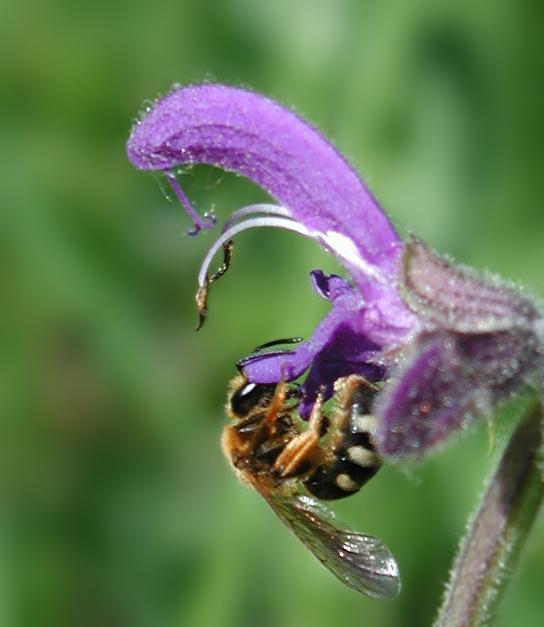 фото "Обед" метки: природа, макро и крупный план, насекомое