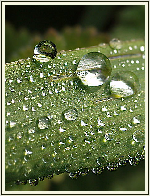 photo "Anatomy of dew" tags: macro and close-up, nature, 