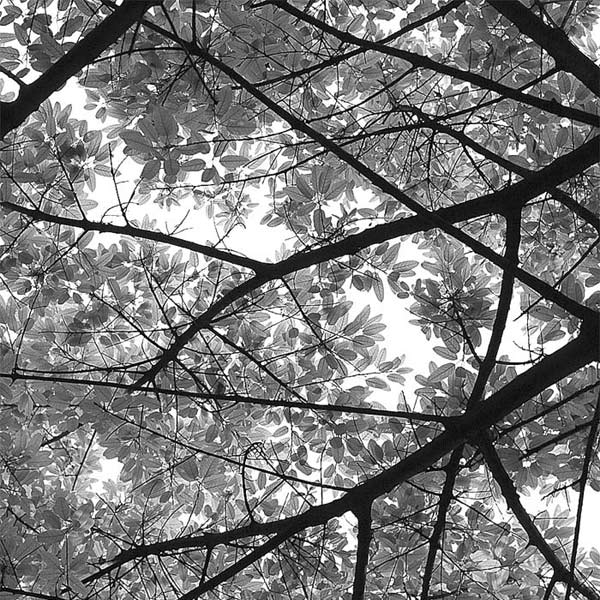 фото "half tranparency leaves" метки: природа, цветы