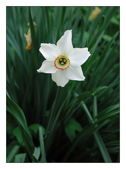 photo "The Lone Star." tags: nature, flowers