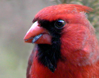 фото "One Feisty Red-Head....." метки: природа, портрет, дикие животные