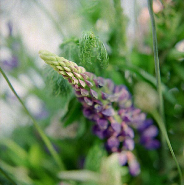 photo "*****" tags: nature, misc., flowers