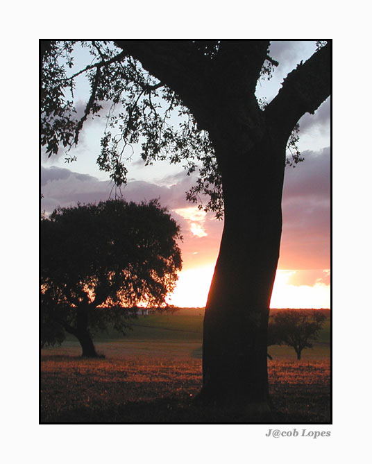 фото "Alentejo`s coulor" метки: пейзаж, весна, закат