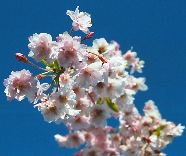 photo "Celebration of Spring in Pink and Blue" tags: misc., nature, flowers