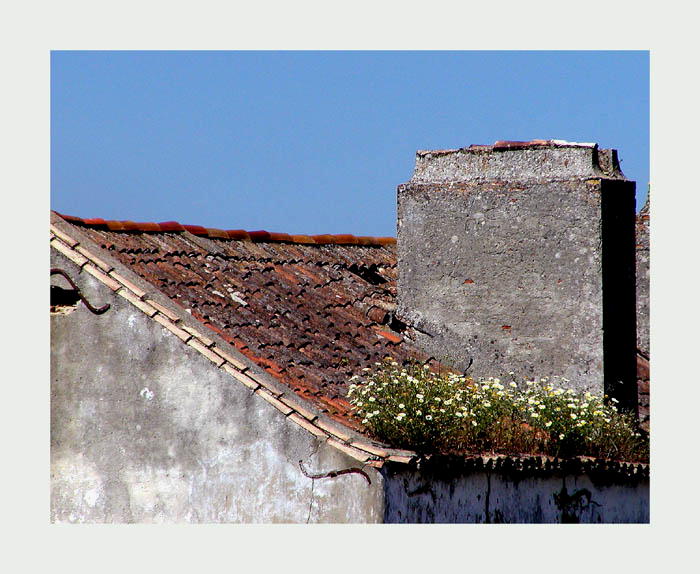 photo "The Roof Garden" tags: landscape, spring