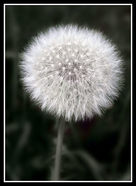 photo "The sow thistle II" tags: nature, flowers