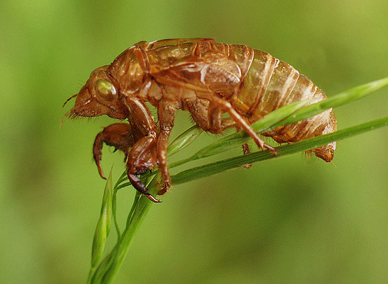 photo "Singer of Summer #2" tags: macro and close-up, nature, insect